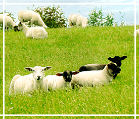 Schafe von Fehmarn