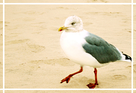 Möwe am Strand